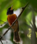 Red-bellied Paradise-flycatcher